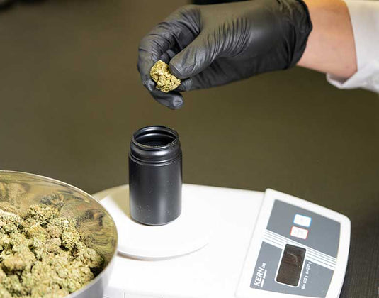 Canada Could Come To The Fore In Cannabis Research